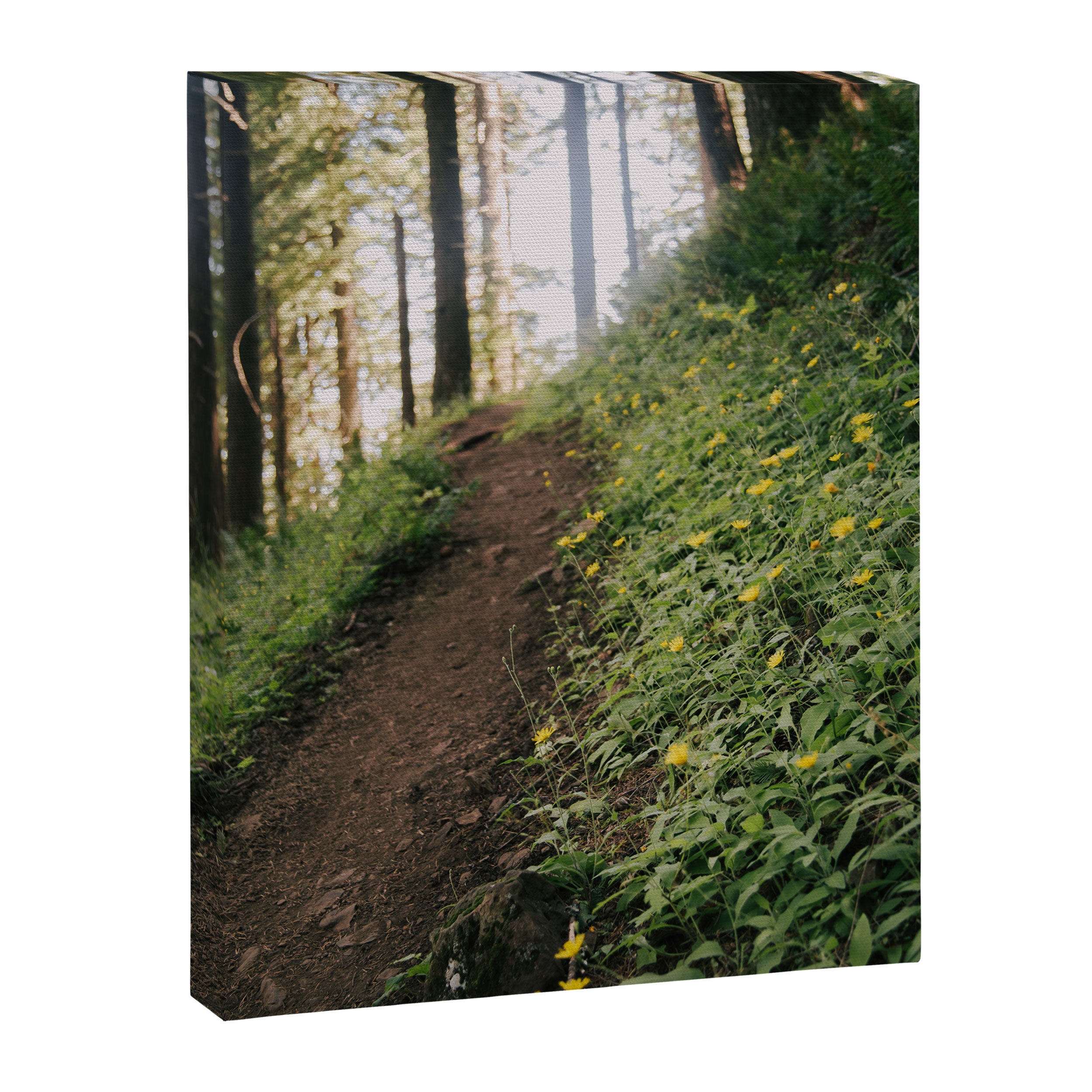 Dandelion Trail Canvas Print Gallery Image 6