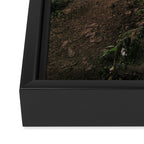 Dandelion Trail Framed Canvas Print Gallery Image 3