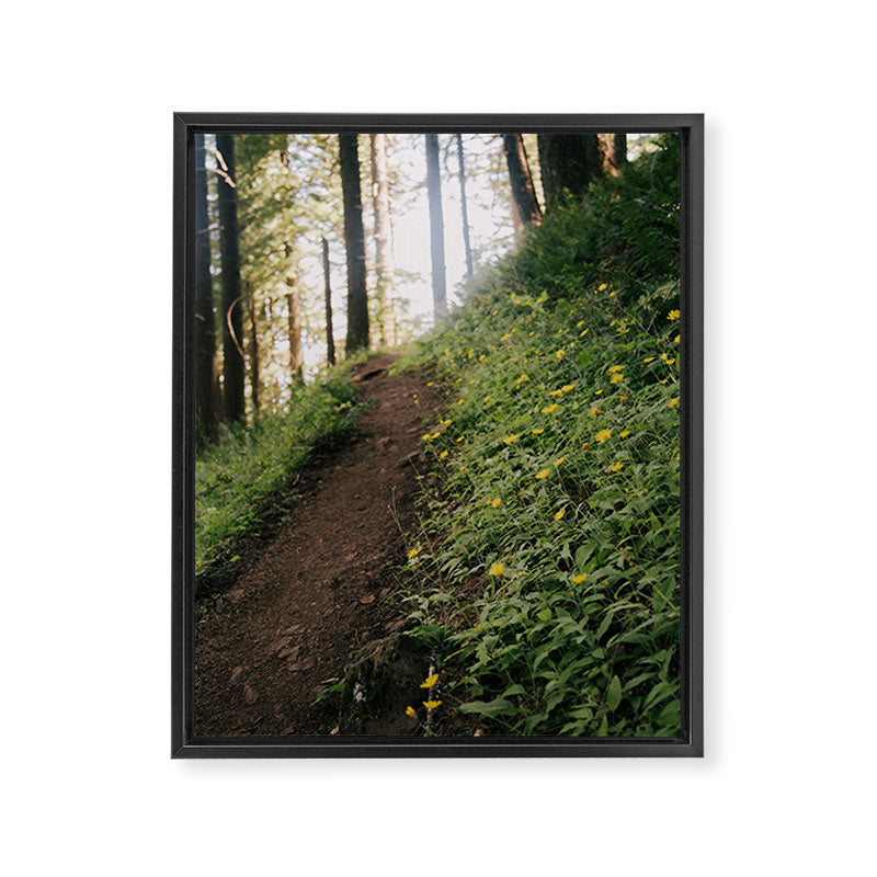 Dandelion Trail Framed Canvas Print Gallery Image 6