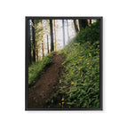 Dandelion Trail Framed Canvas Print Gallery Image 6
