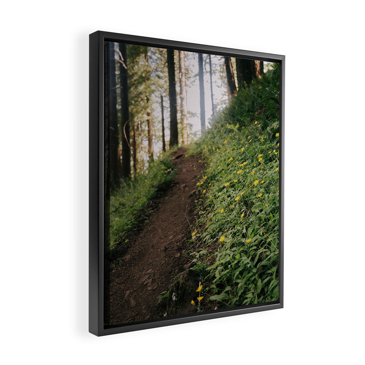 Dandelion Trail Framed Canvas Print Gallery Image 2
