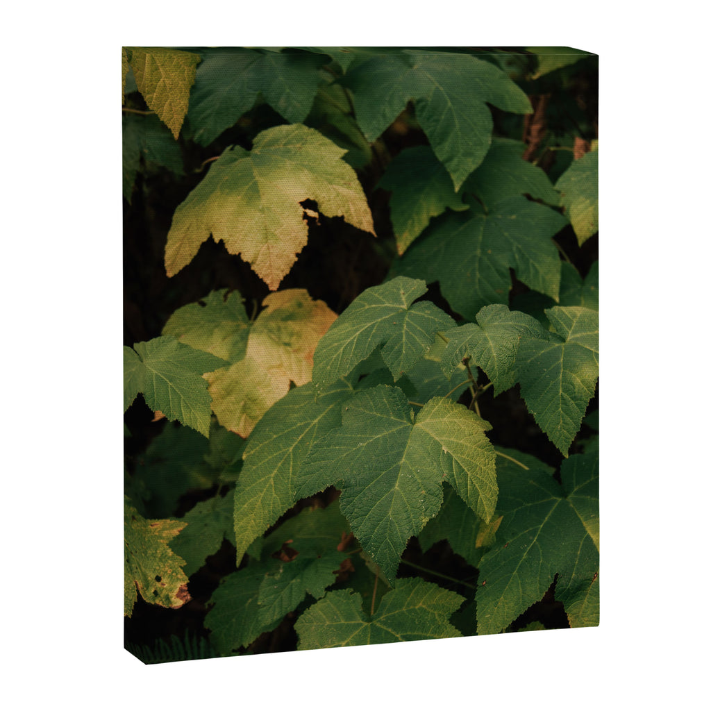 Early Foliage Canvas Print Gallery Image 6