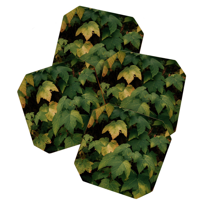 Early Foliage Coaster Gallery Image 1