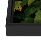 Early Foliage Framed Canvas Print Gallery Image 3