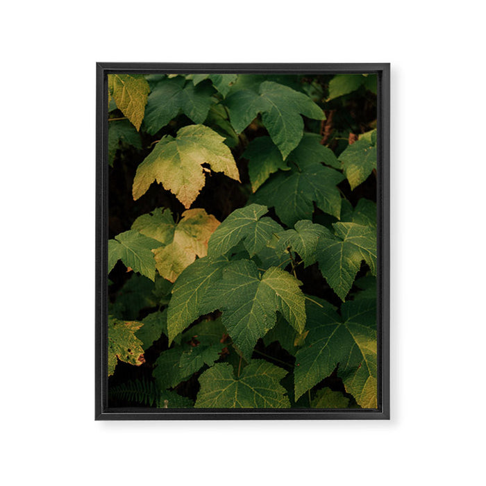 Early Foliage Framed Canvas Print Gallery Image 1