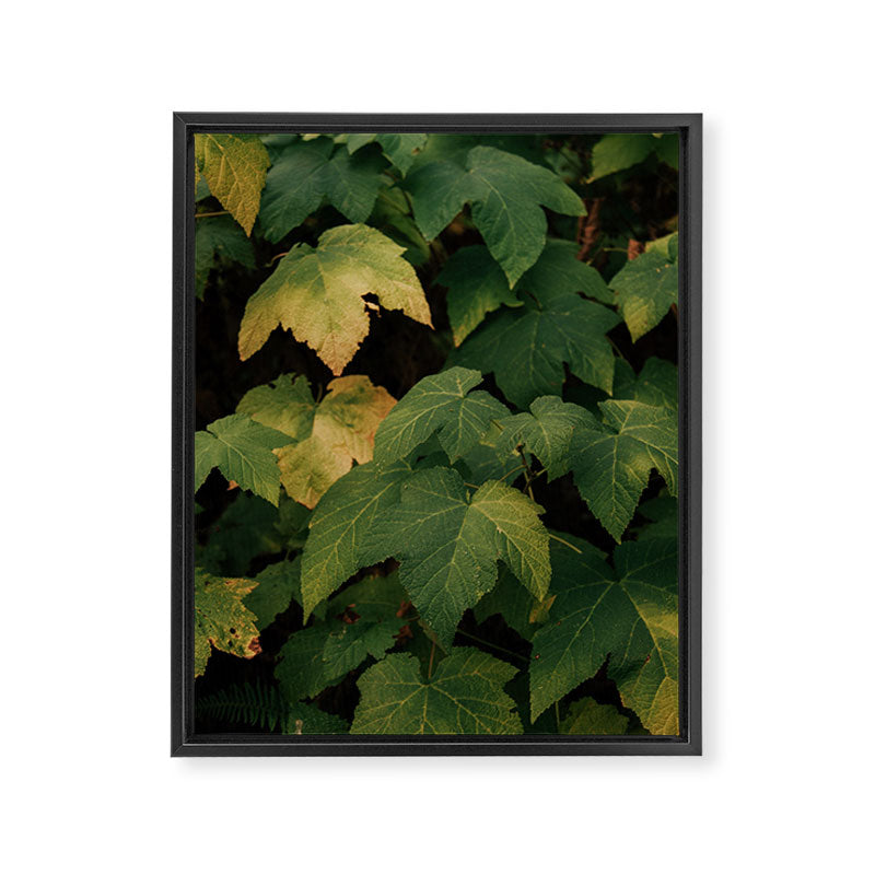 Early Foliage Framed Canvas Print Gallery Image 6