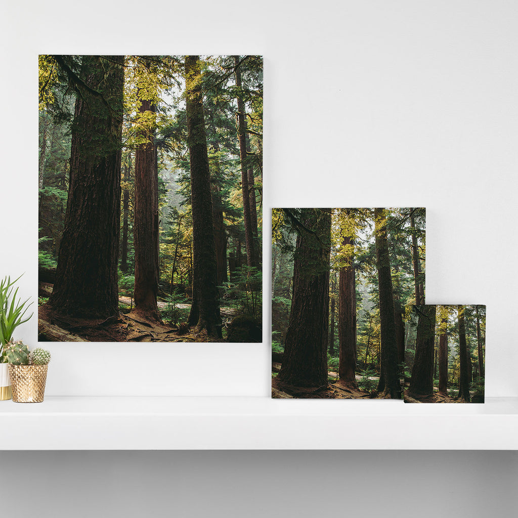 Echoes of the Forest Canvas Print Gallery Image 3