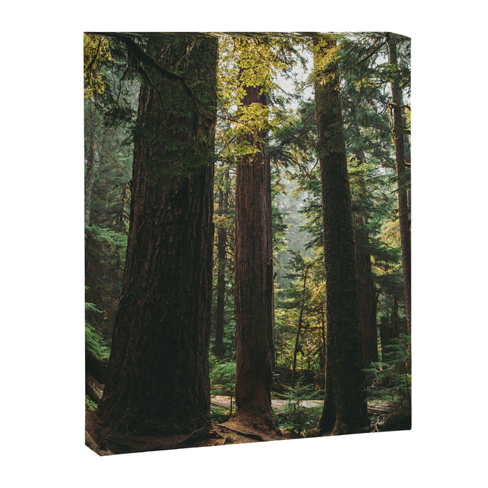 Echoes of the Forest Canvas Print Gallery Image 1
