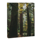 Echoes of the Forest Canvas Print Gallery Image 6