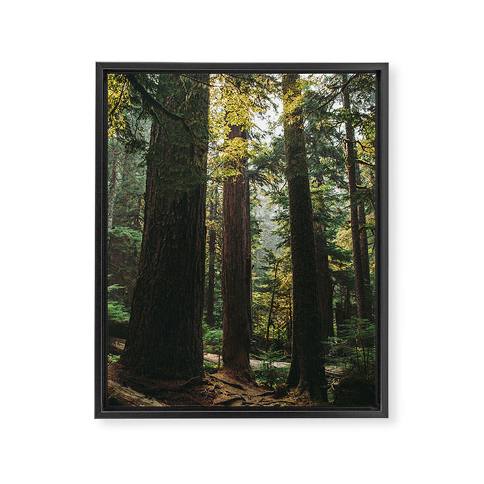 Echoes of the Forest Framed Canvas Print Gallery Image 1