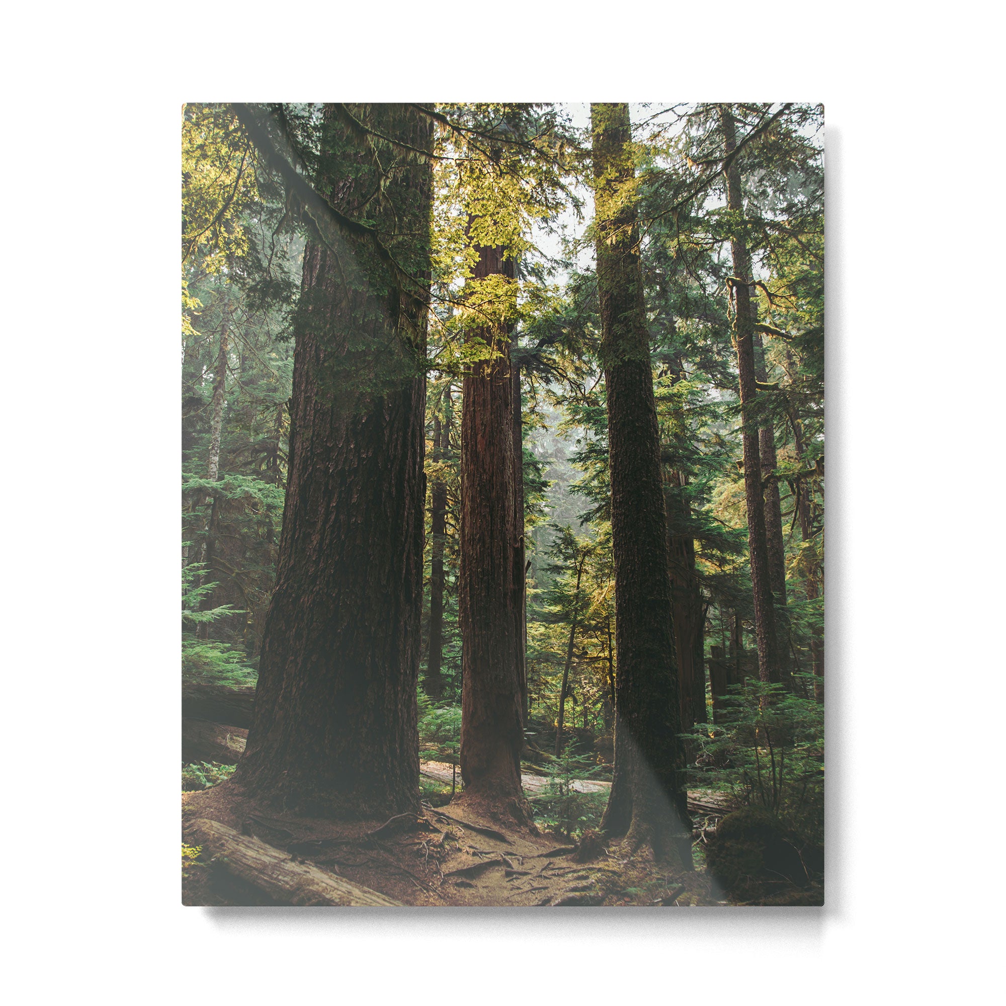 Echoes of the Forest Metal Print Gallery Image 4