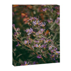 Eucephalus Ledophyllus Canvas Print Gallery Image 6
