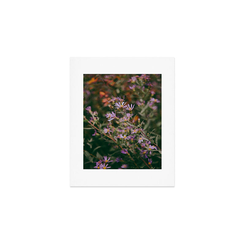 Eucephalus Ledophyllus Art Print Gallery Image 1