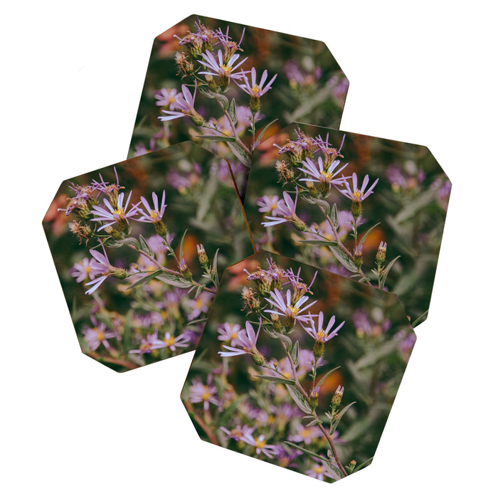 Eucephalus Ledophyllus Coaster Gallery Image 1
