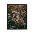 Eucephalus Ledophyllus Framed Canvas Print Gallery Image 6