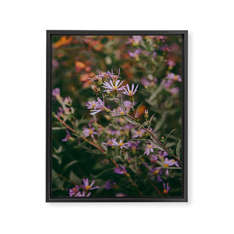 Eucephalus Ledophyllus Framed Canvas Print Gallery Image 6