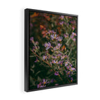 Eucephalus Ledophyllus Framed Canvas Print Gallery Image 2