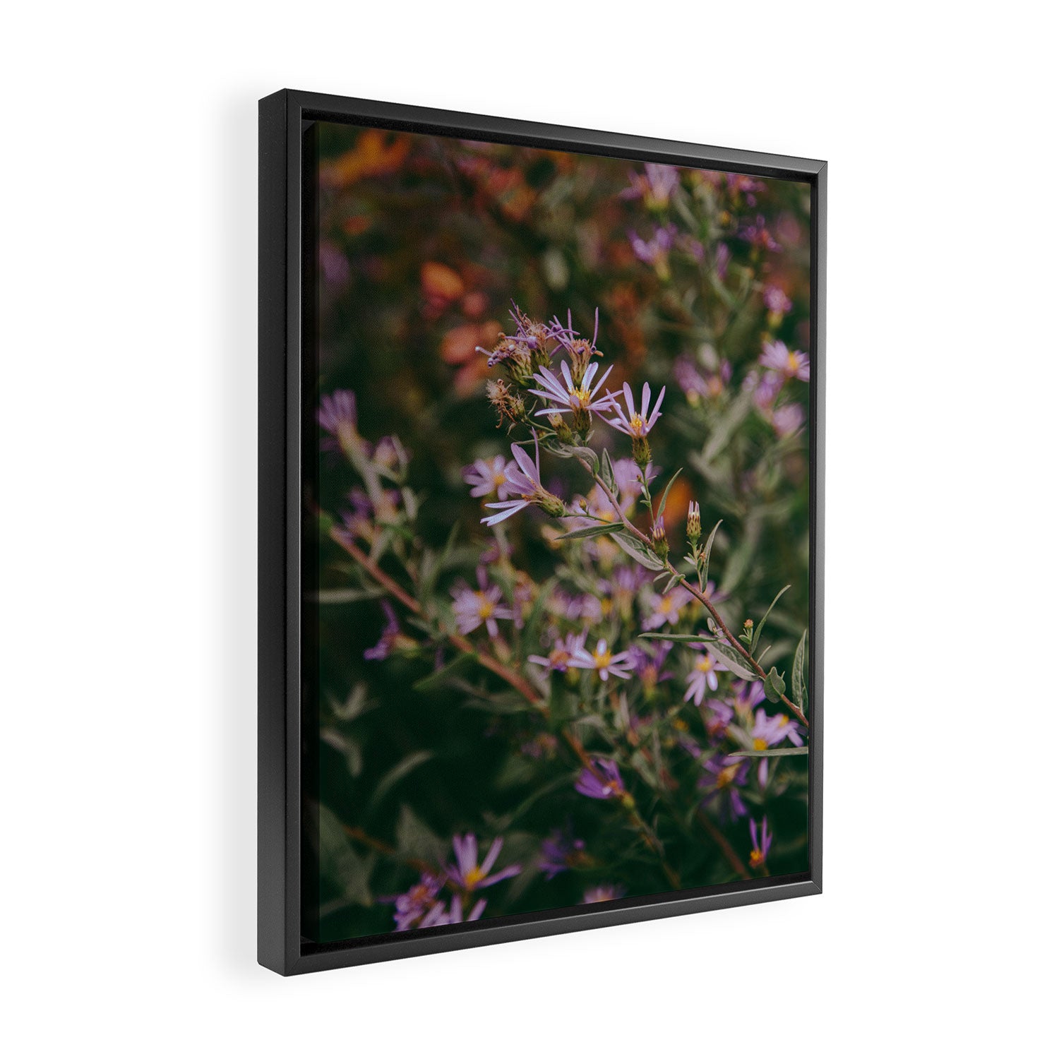 Eucephalus Ledophyllus Framed Canvas Print Gallery Image 2