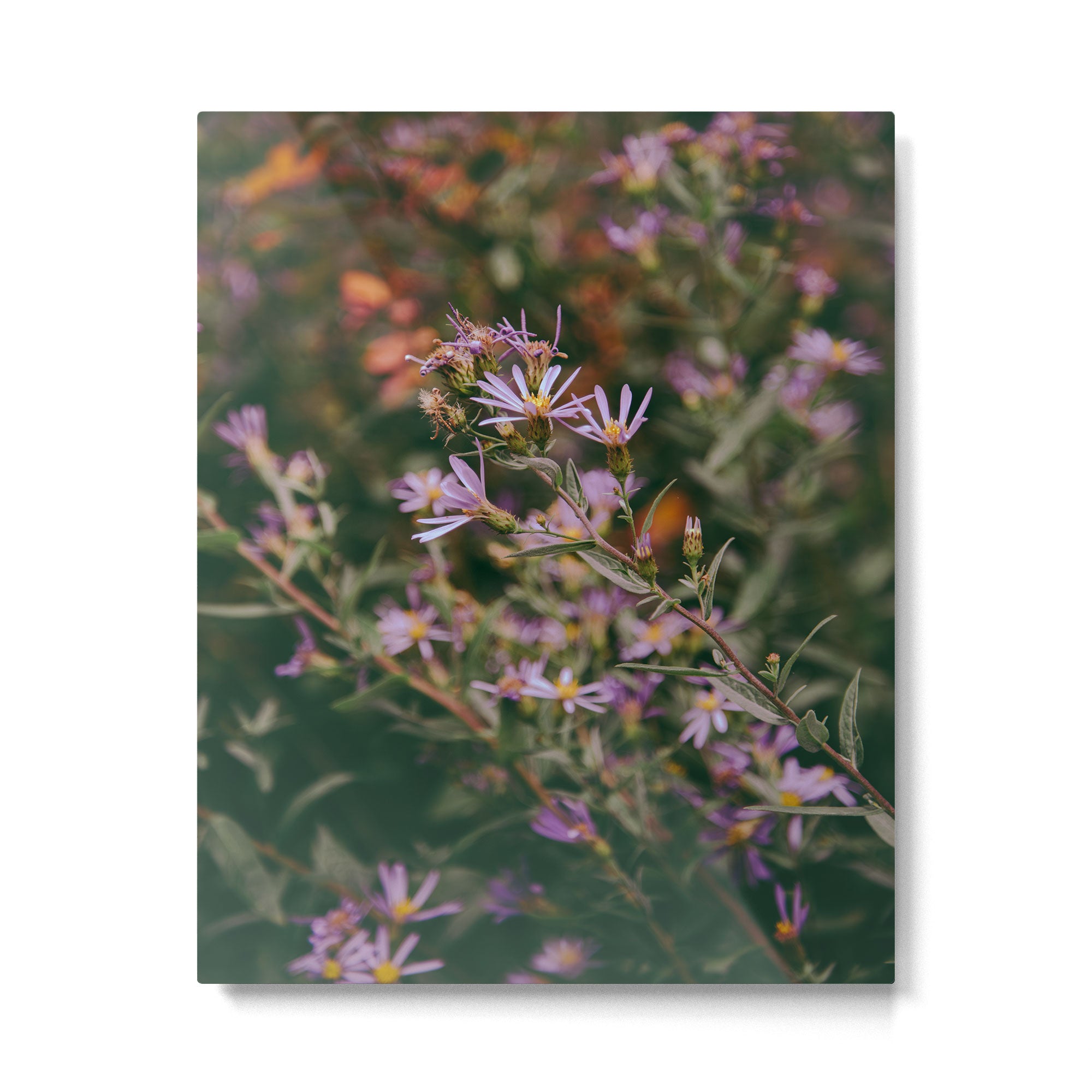 Eucephalus Ledophyllus Metal Print Gallery Image 4