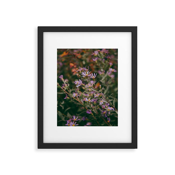 Eucephalus Ledophyllus Framed Art Print Gallery Image 1