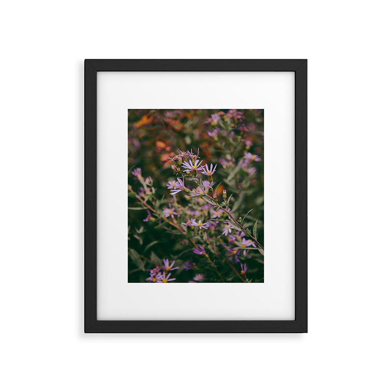 Eucephalus Ledophyllus Framed Art Print Gallery Image 5