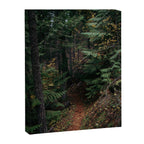 Fall Trail Canvas Print Gallery Image 6