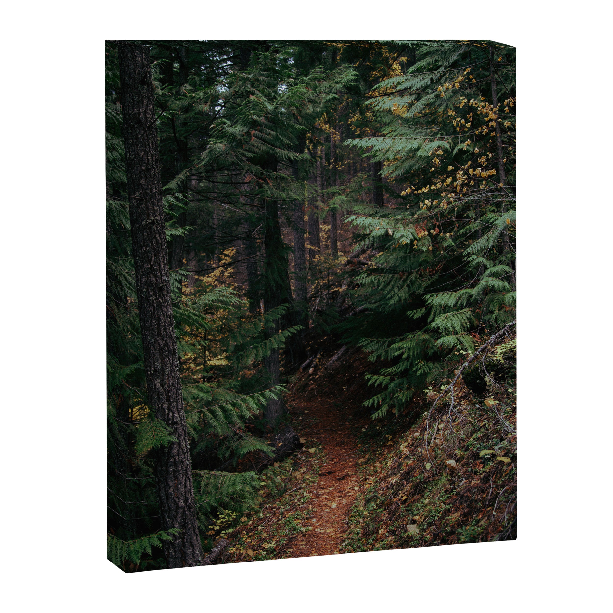 Fall Trail Canvas Print Gallery Image 6