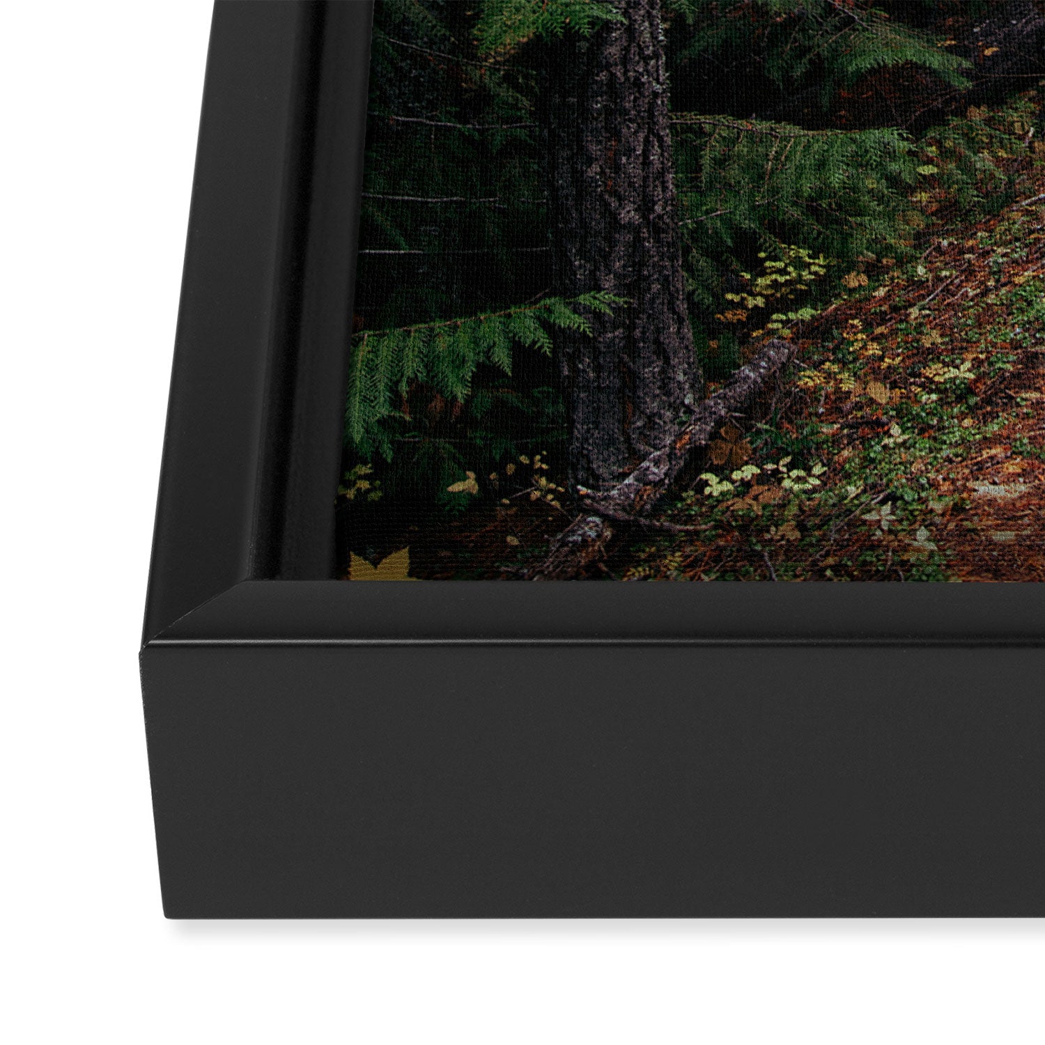 Fall Trail Framed Canvas Print Gallery Image 3
