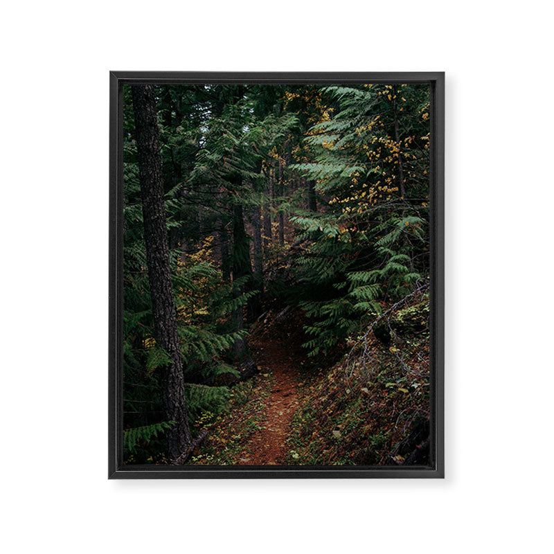 Fall Trail Framed Canvas Print Gallery Image 6