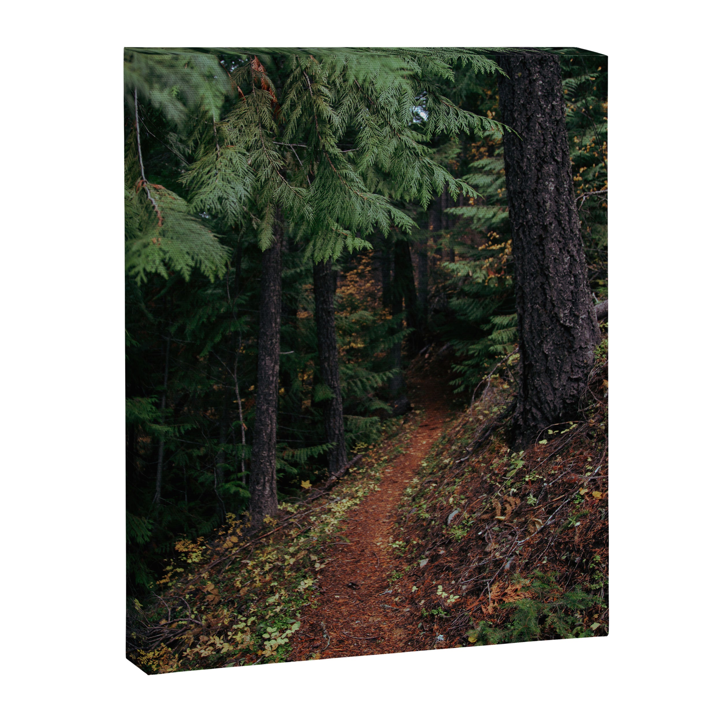 Fall Trail II Canvas Print Gallery Image 6