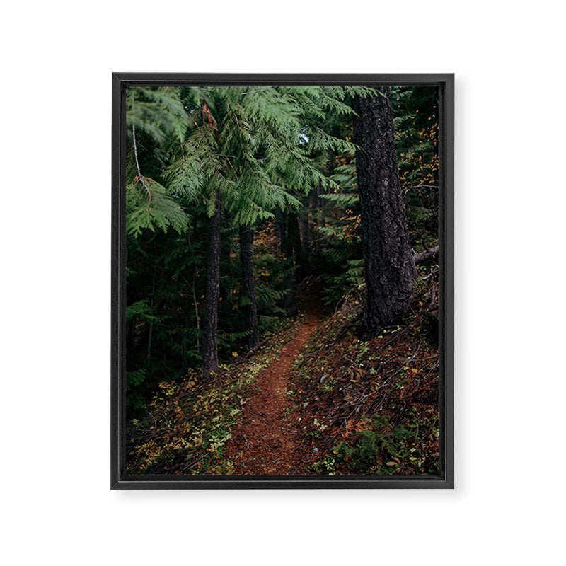 Fall Trail II Framed Canvas Print Gallery Image 6