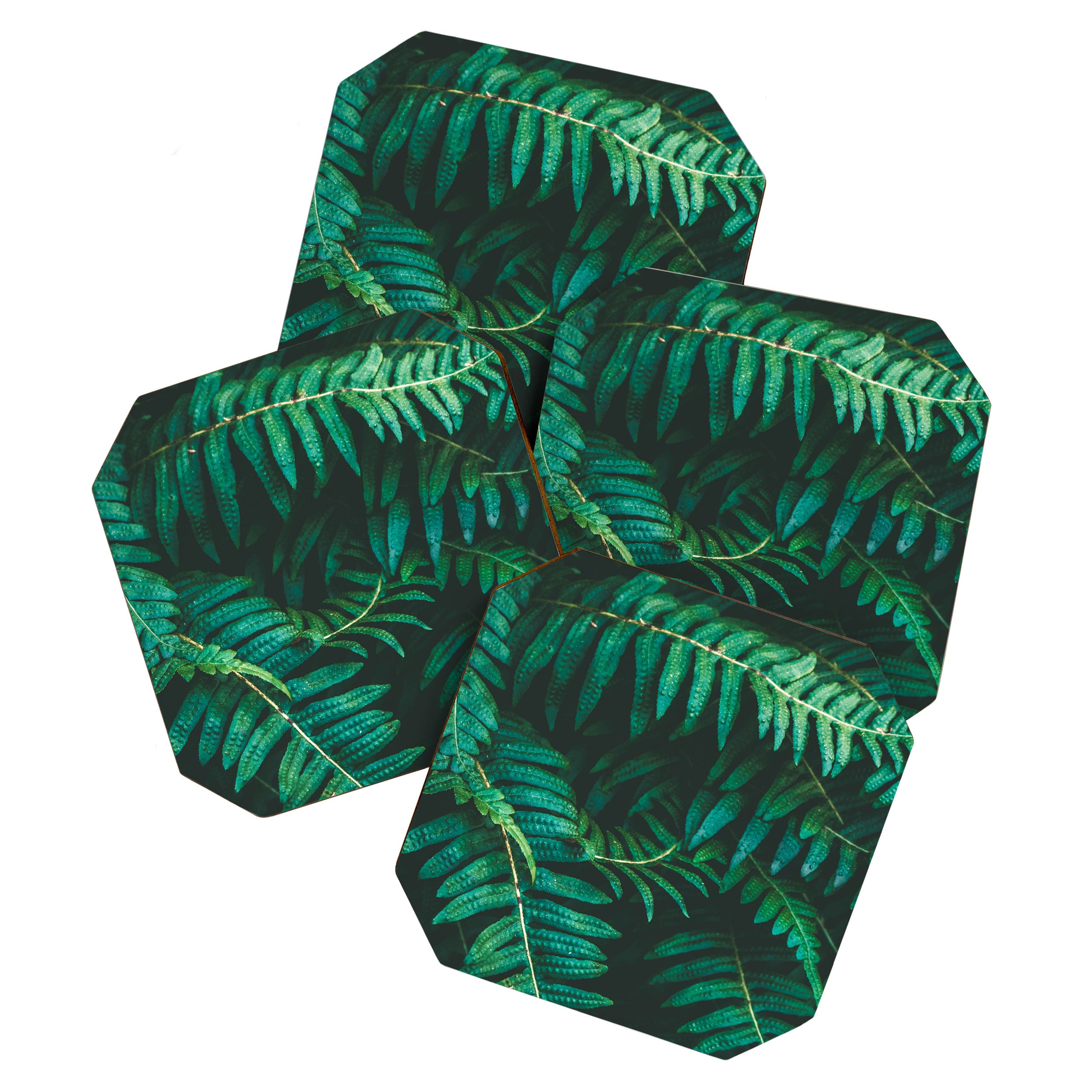 Ferns  Coaster Gallery Image 1