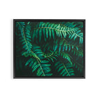 Ferns  Framed Canvas Print Gallery Image 6