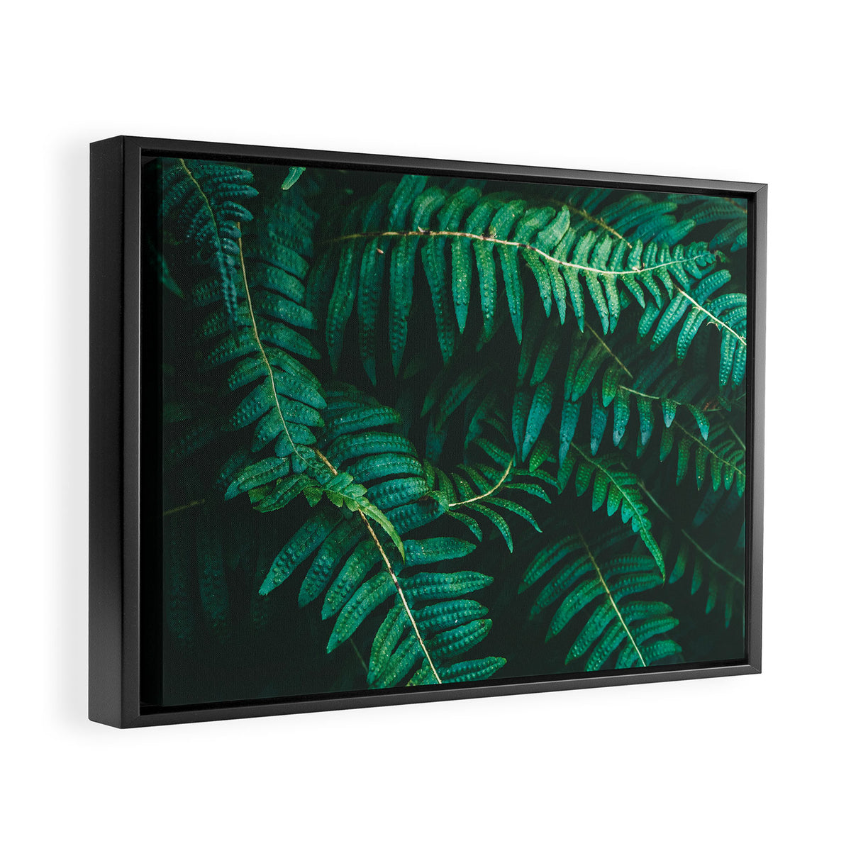 Ferns  Framed Canvas Print Gallery Image 2