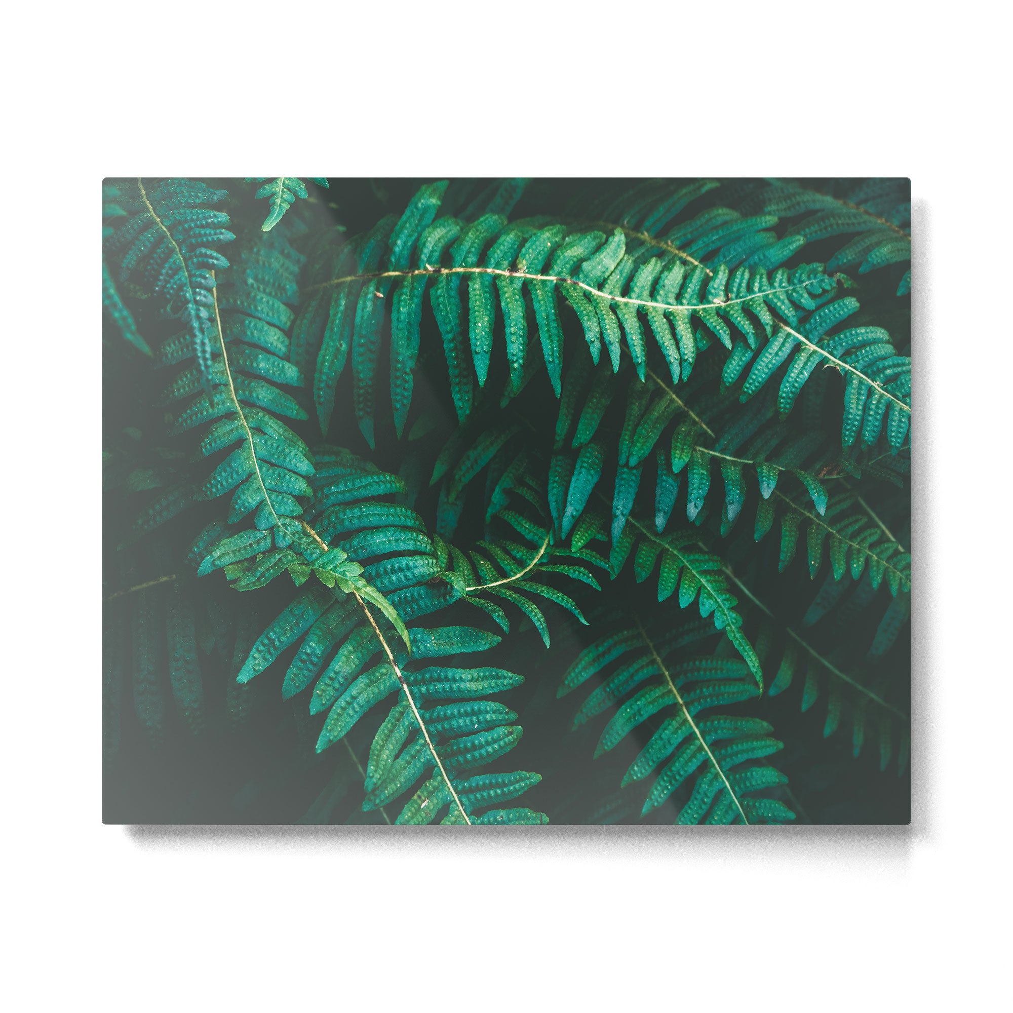 Ferns  Metal Print Gallery Image 4