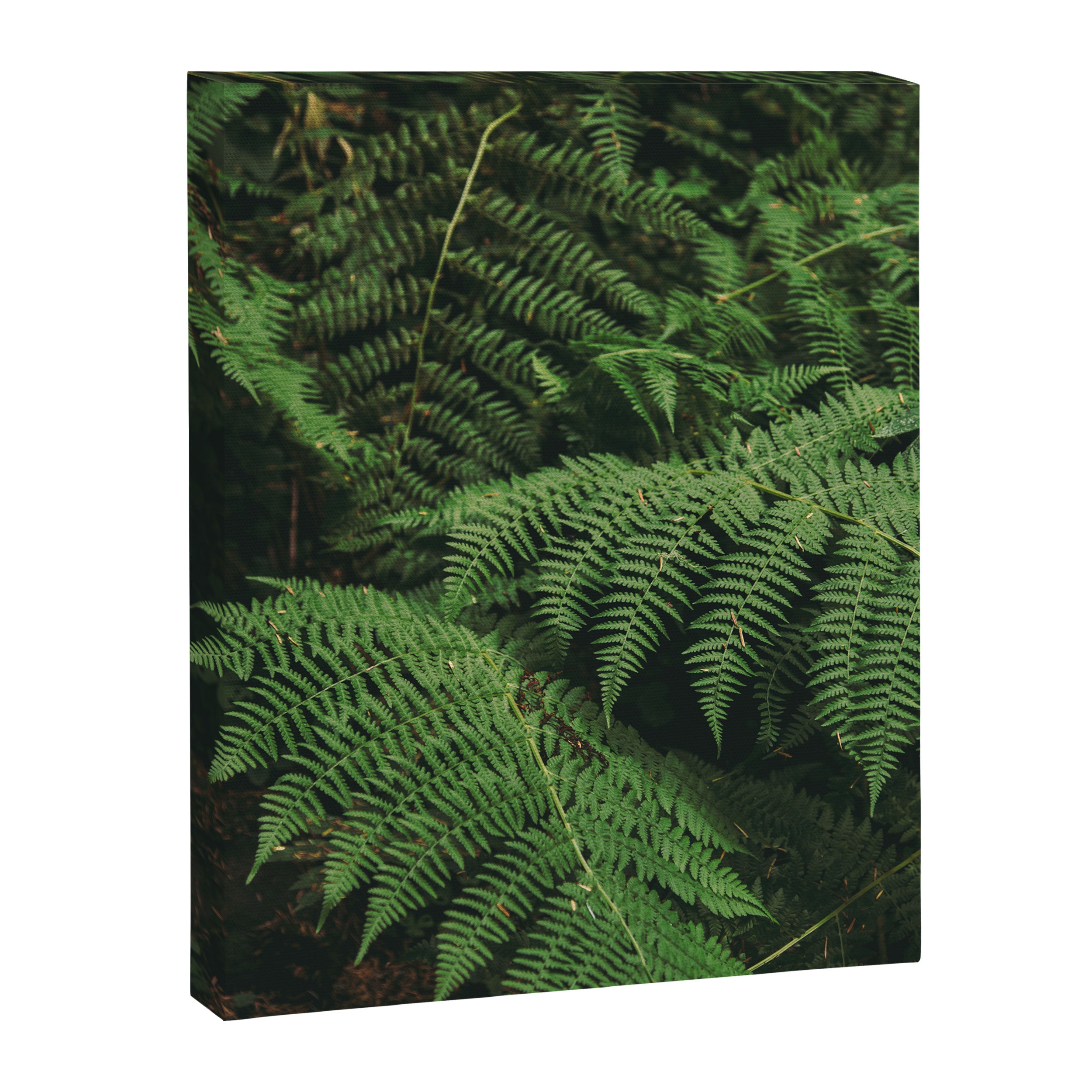 Ferns IX Canvas Print Gallery Image 6
