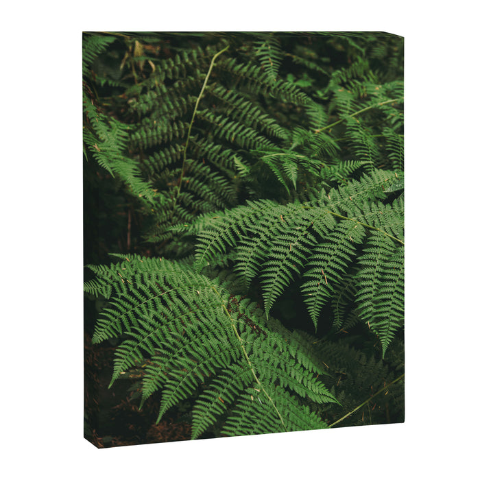 Ferns IX Canvas Print Gallery Image 1
