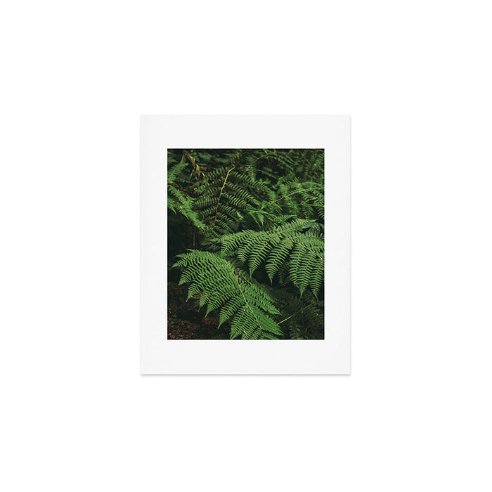Ferns IX Art Print Gallery Image 1