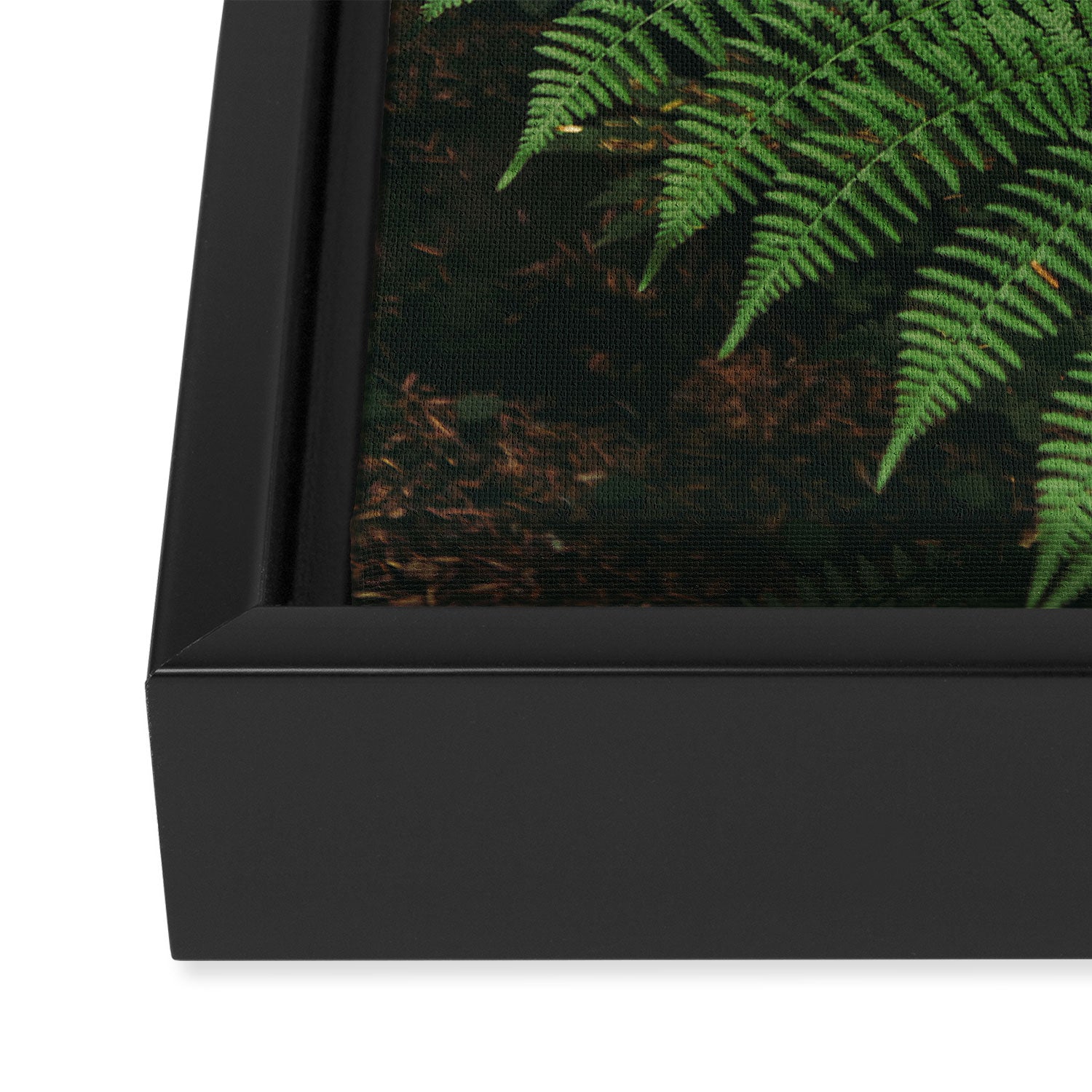 Ferns IX Framed Canvas Print Gallery Image 3