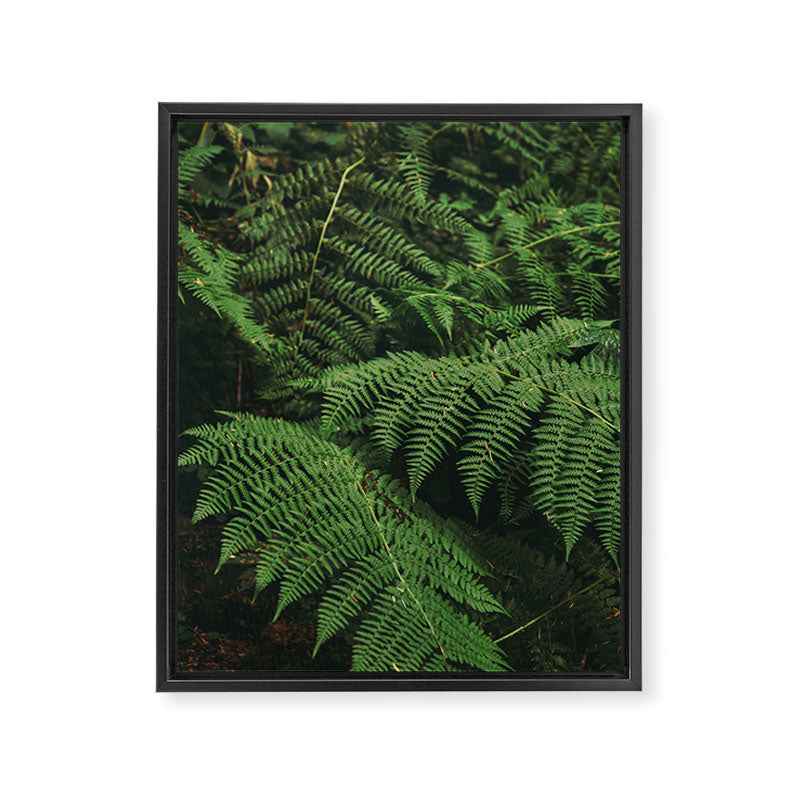 Ferns IX Framed Canvas Print Gallery Image 6