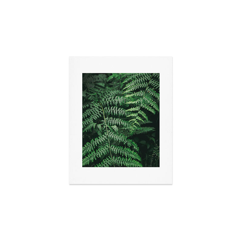 Ferns VI Art Print Gallery Image 1