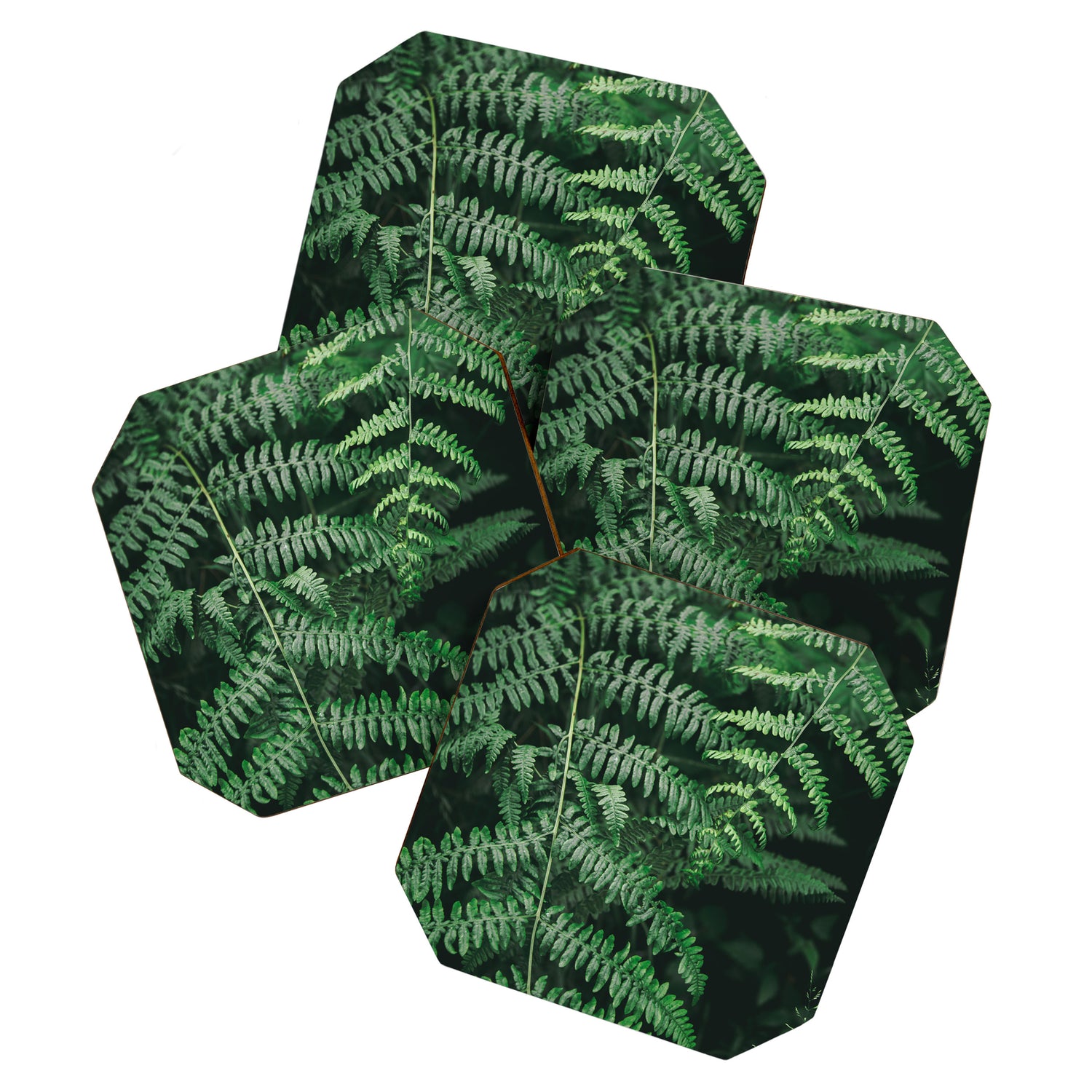 Ferns VI Coaster Gallery Image 1
