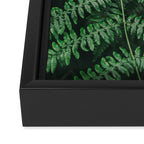 Ferns VI Framed Canvas Print Gallery Image 3