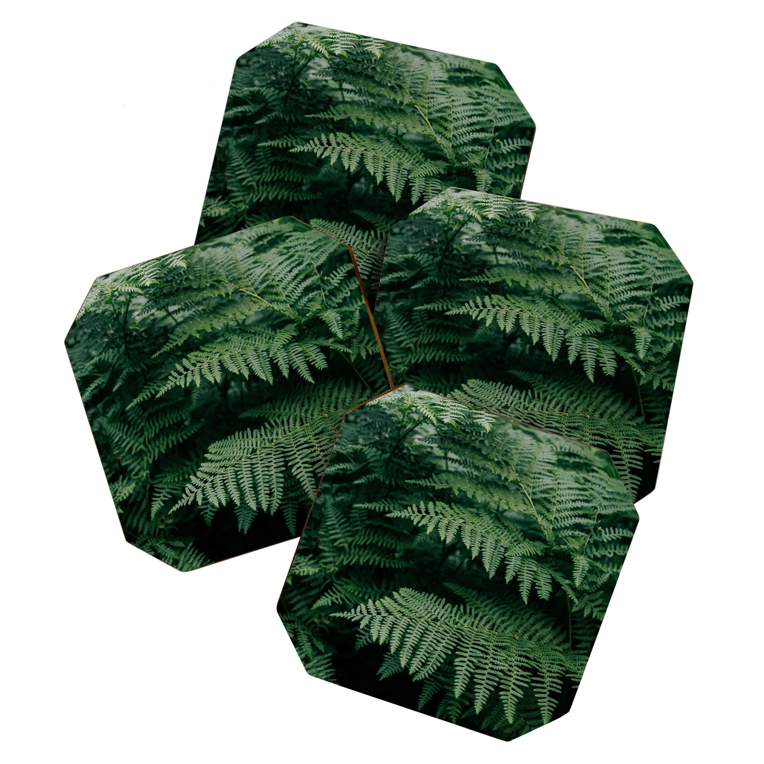 Ferns VII Coaster Gallery Image 1