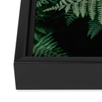 Ferns VII Framed Canvas Print Gallery Image 3