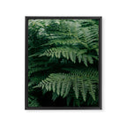Ferns VII Framed Canvas Print Gallery Image 6