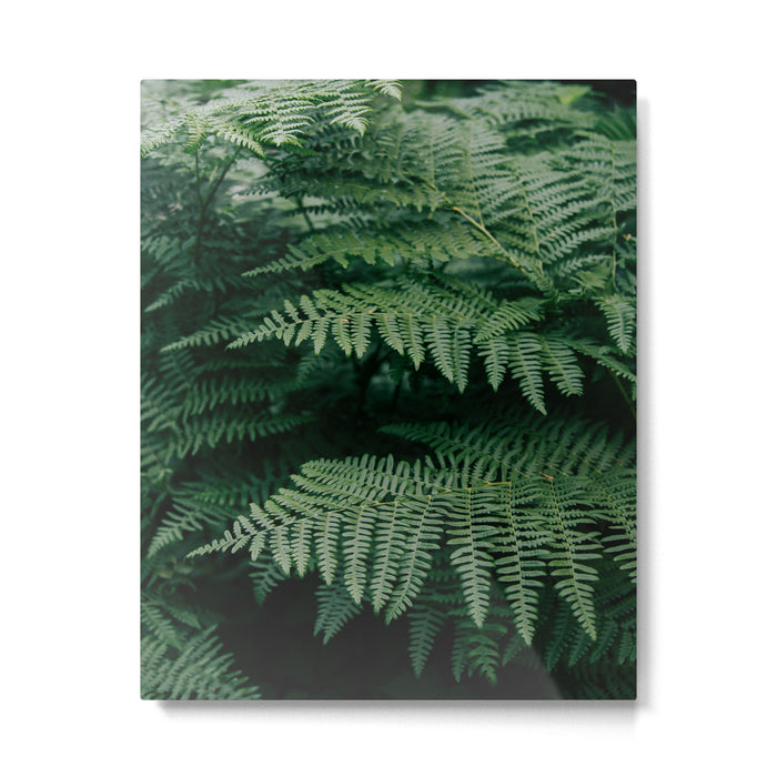 Ferns VII Metal Print Gallery Image 1