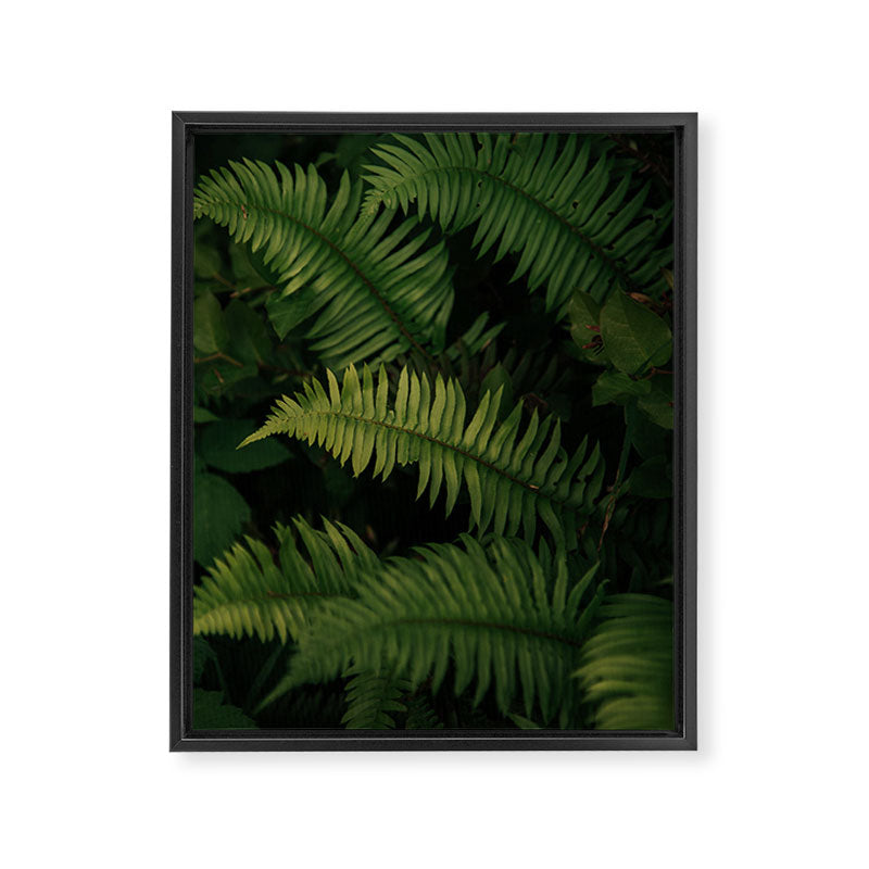 Ferns VIII Framed Canvas Print Gallery Image 6