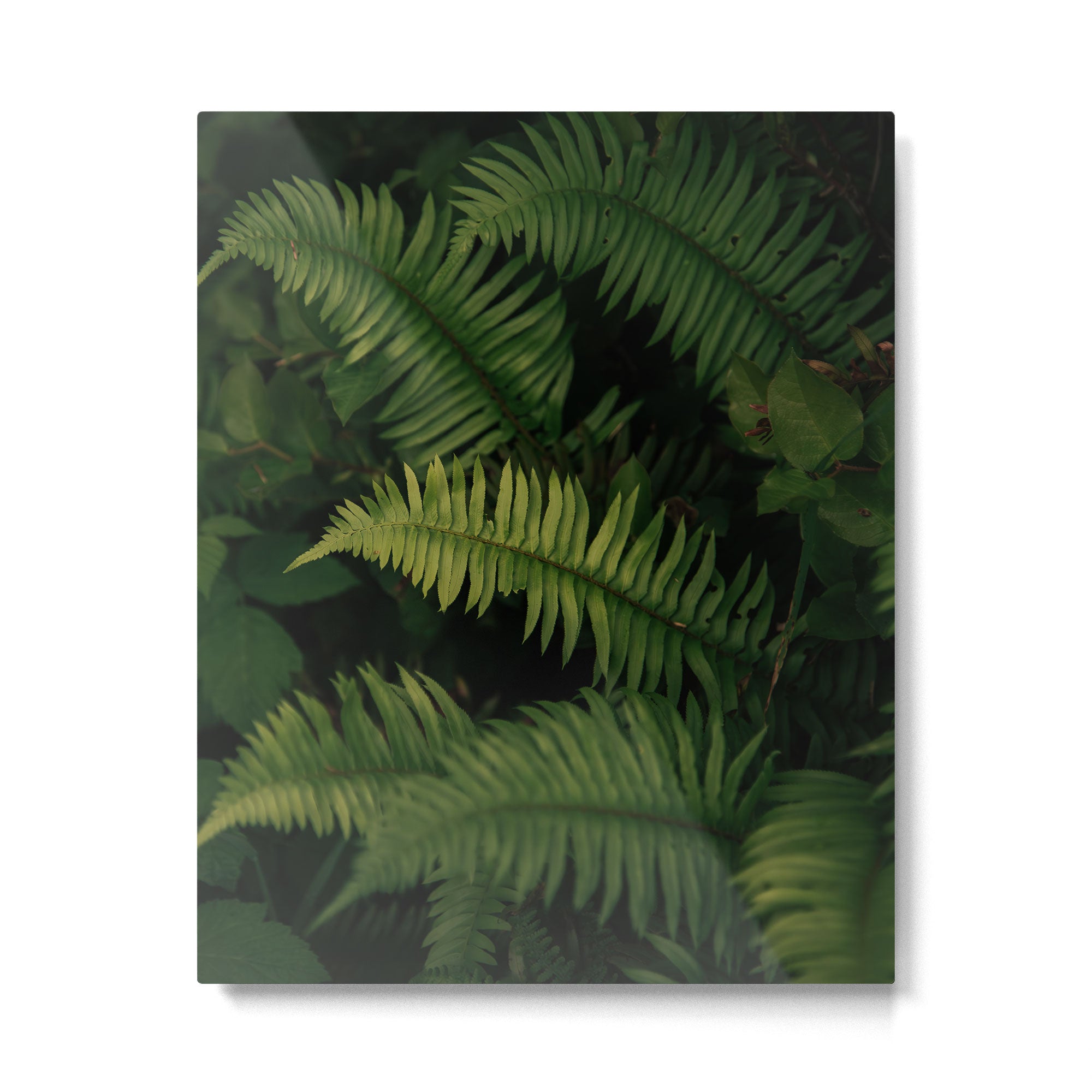 Ferns VIII Metal Print Gallery Image 4