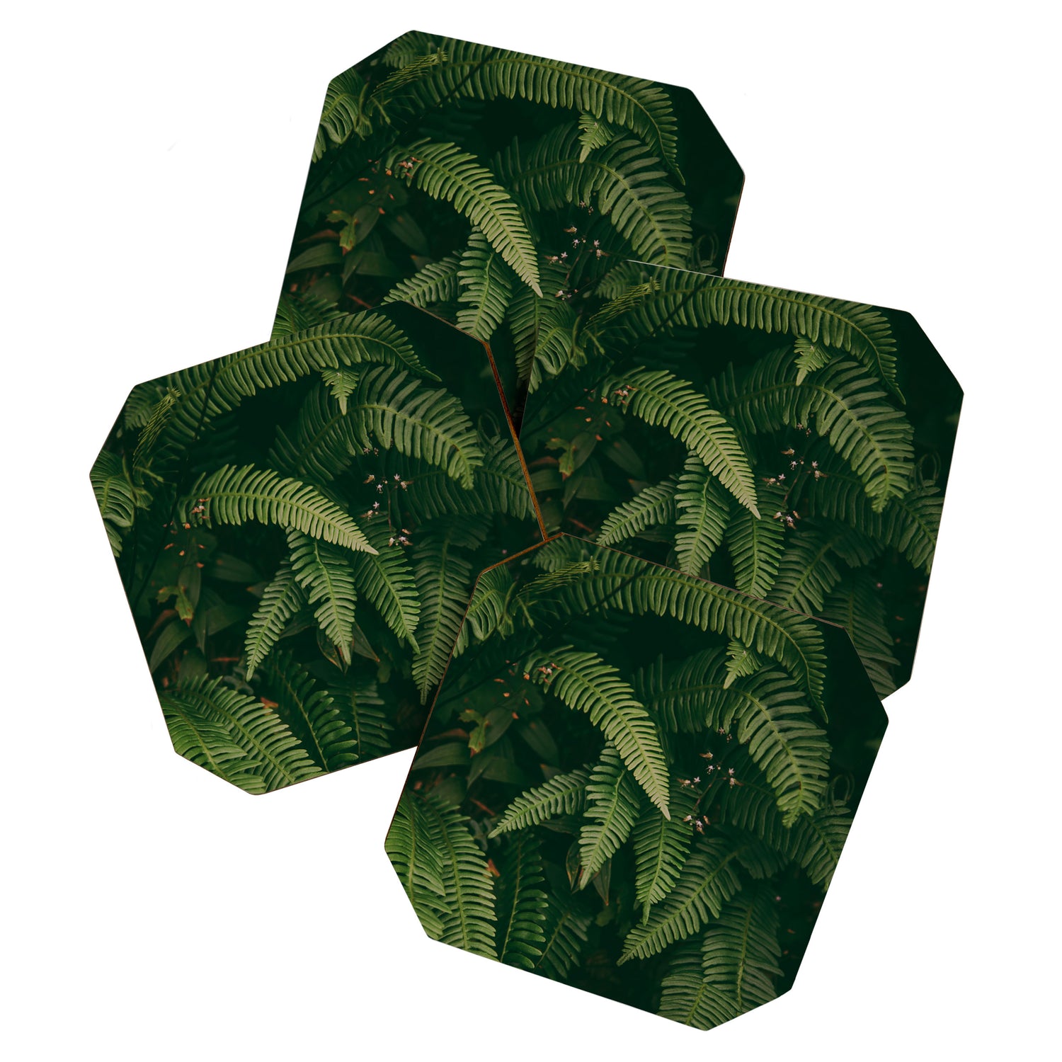 Ferns X Coaster Gallery Image 1